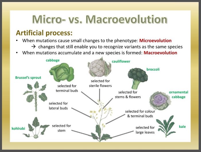 Image micro vs. macroevolution